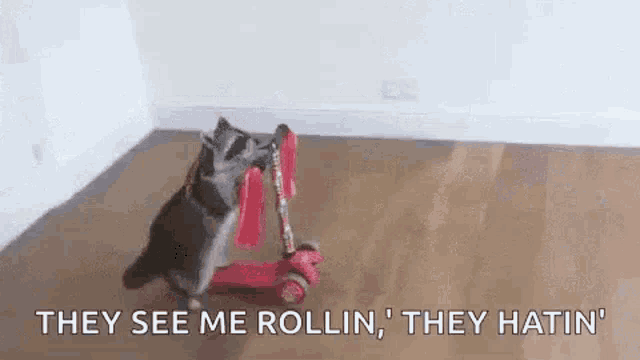 a raccoon is riding a scooter on a wooden floor in a room .