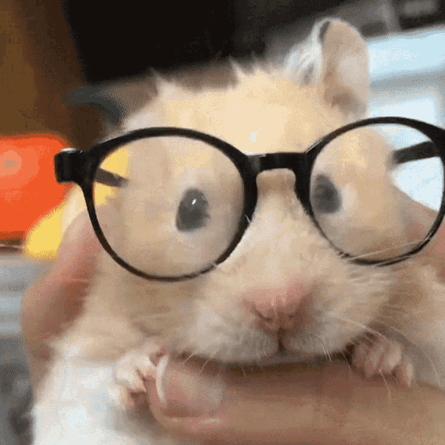 Hamster Hamster With Glasses GIF - Hamster Hamster With Glasses GIFs