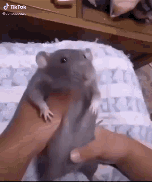 Mouse Dance Dance Mouse GIF - Mouse Dance Dance Mouse Dancing Mouse GIFs