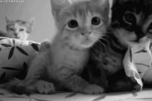 Kitten Hug Black And White GIF - Kitten Hug Black And White Cute GIFs