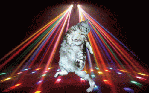 Dancing Cat Dancing Karli GIF - Dancing Cat Dancing Karli Disco Karli GIFs