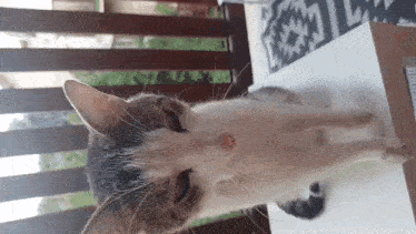 a close up of a cat 's face with a fence in the background