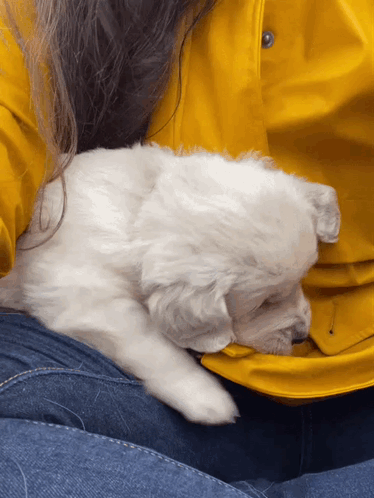 Puppy Golden Retriever Puppy GIF - Puppy Golden Retriever Puppy Out Of Here GIFs