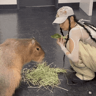 a woman in a white hat feeds a capybara a leaf of lettuce