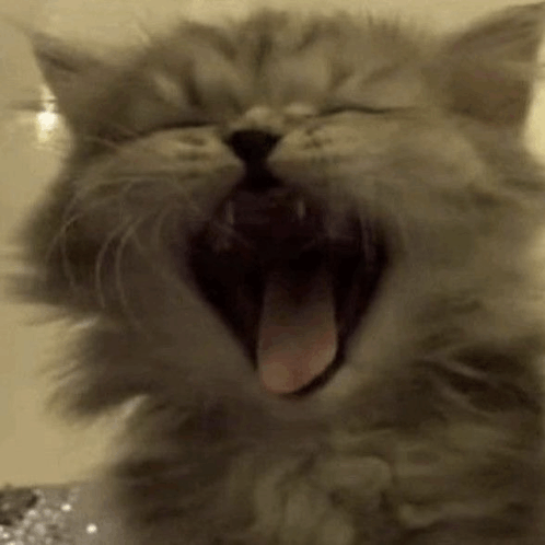 Cat Cat Meme GIF - Cat Cat Meme GIFs