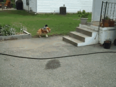 a dog wearing a horse costume is walking down a driveway