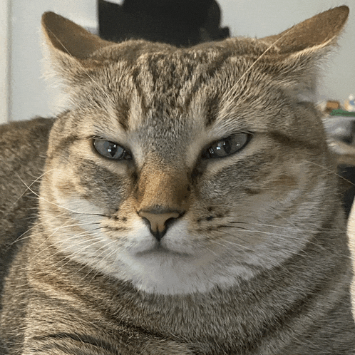 a close up of a cat looking at the camera