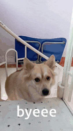 a dog standing on a set of stairs with the word byeee written on the bottom
