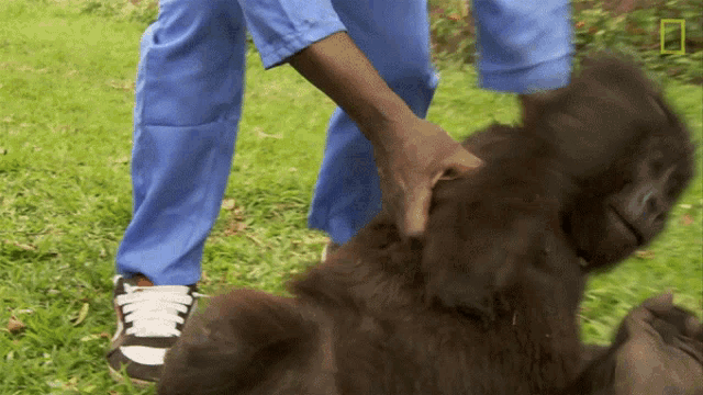 Rolling Protecting Orphaned Gorillas GIF - Rolling Protecting Orphaned Gorillas Mission Critical GIFs