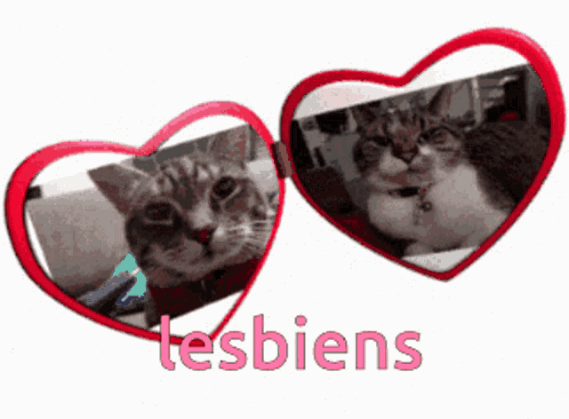 a pair of heart shaped sunglasses with two cats in them and the word lesbiens below them
