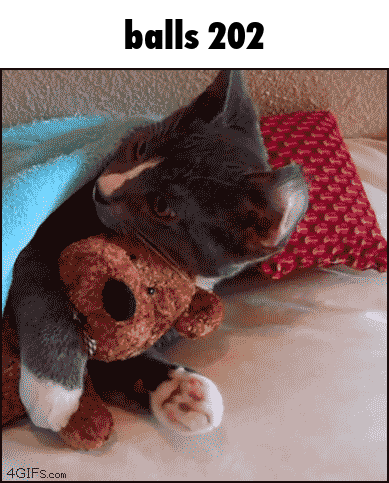 a cat is holding a teddy bear under a blanket with the words balls 202 below it