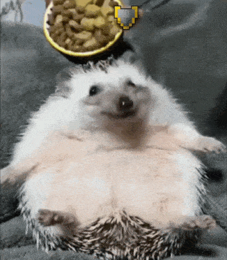 Hedgehog Eat GIF