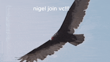 a bird is flying in the sky with the words nigel join vc written below it