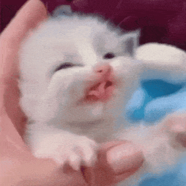 Why He So Tongue Cat GIF