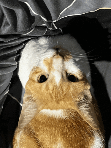 a brown and white cat laying on a bed