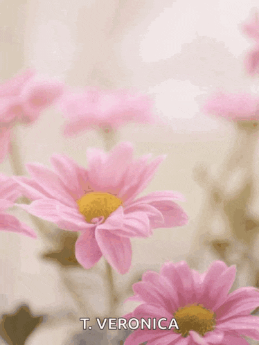 a happy mother 's day greeting card with pink daisies