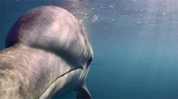 a close up of a dolphin in the ocean