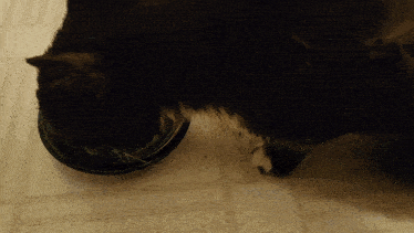 a black cat is eating from a black bowl on the floor