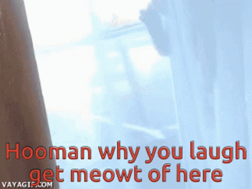 Cat Stuck GIF - Cat Stuck Why You Laugh GIFs