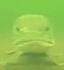 a fish is swimming in the water and looking at the camera with a serious look on its face .
