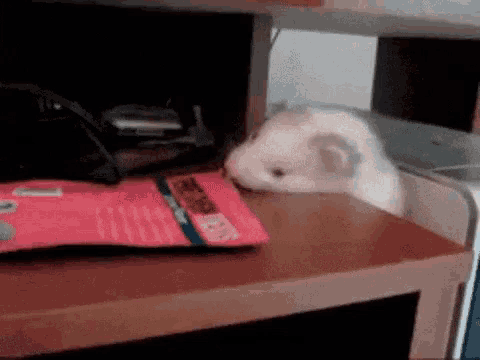a ferret is sniffing a bag of food on a table