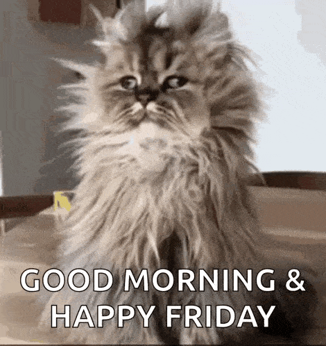 a fluffy cat is sitting on a table with the words `` good morning and happy friday '' .