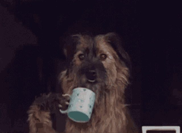 Dog Coffee Window Zap Scary Dog GIF - Dog Coffee Window Zap Scary Dog Scary GIFs
