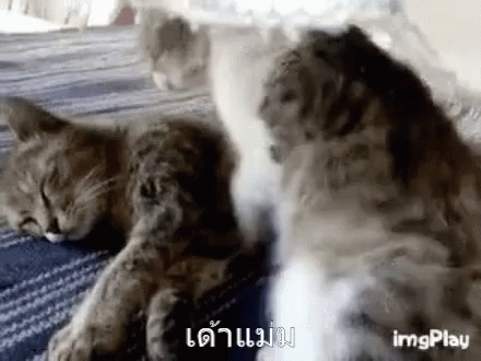 Nipsey Cuddle GIF - Nipsey Cuddle Cat GIFs