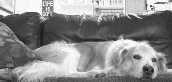 Molestando GIF - Cat Dog Jump GIFs