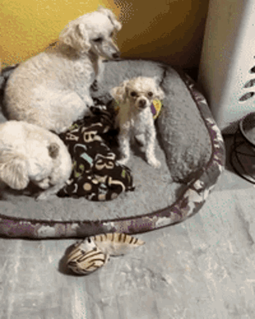 three small white dogs laying on a dog bed
