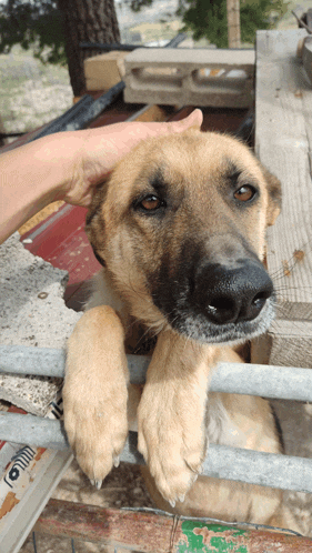 a close up of a dog 's face with a person petting it