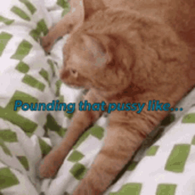 an orange cat is laying on a bed with the words pounding that pussy like
