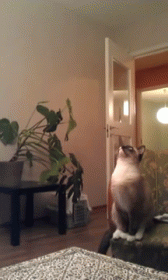 You Might As Well Jump GIF - Jump Cat Fail GIFs