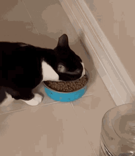 Cat Cat Eating GIF - Cat Cat Eating Kitten GIFs