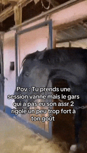 a horse is standing in a stable with a caption that says pov tu prends une session vanne mais le gars