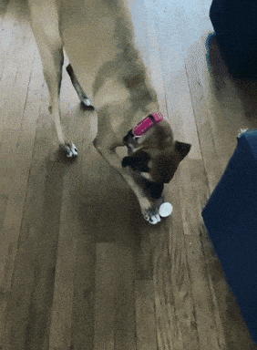 a dog wearing a pink collar is sniffing a white object on a wooden floor