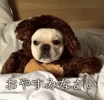 おやすみなさい GIF - Good Night Viralhog Dog GIFs