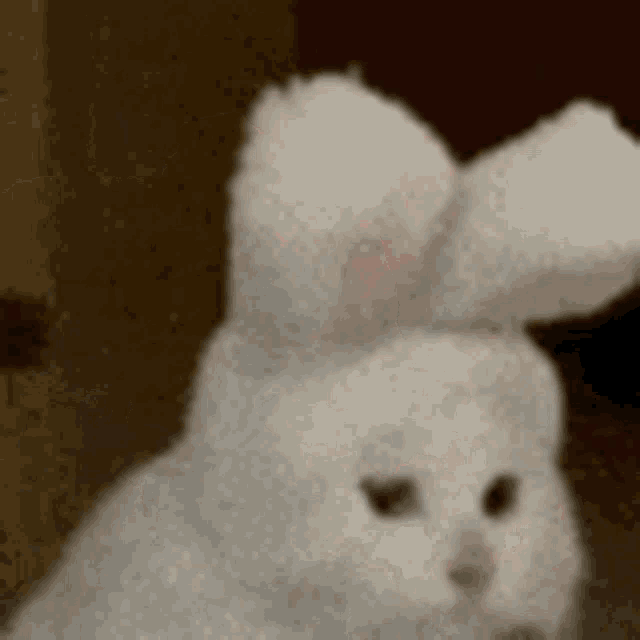 a white cat with bunny ears is sitting down and looking at the camera .
