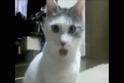 ポカーン 猫　びっくり GIF - Surprise Cat GIFs