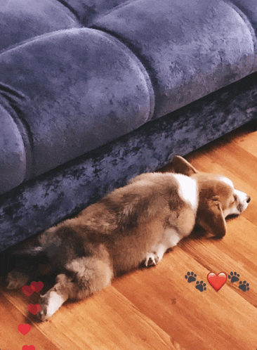 a dog laying on its back next to a couch