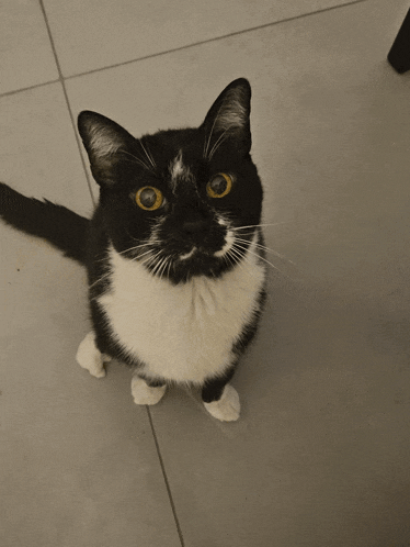 a black and white cat with yellow eyes is looking up
