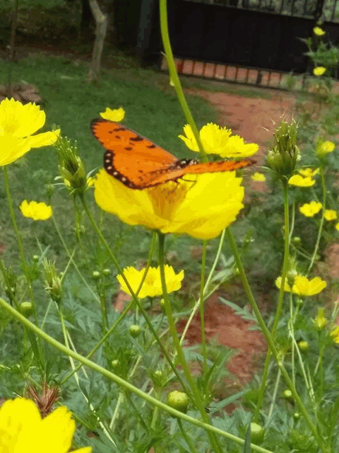a butterfly is sitting on a yellow flower