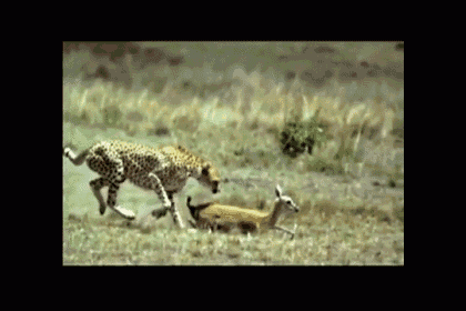 Stay Here, I Just Want To Eat You.  GIF - Cheetah Gazelle Slowmotion GIFs