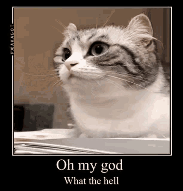 a cat is sitting on a table and looking at the camera with a poster that says `` oh my god what the hell '' .
