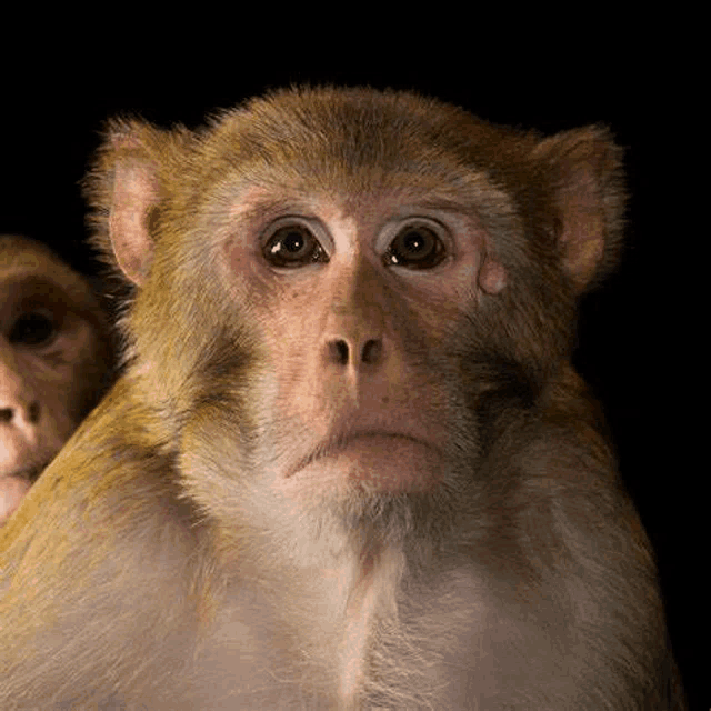 a close up of a monkey 's face with a black background and another monkey behind it .