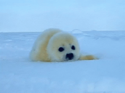 Seal Baby GIF - Seal Baby GIFs