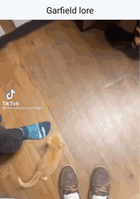 a person is standing on a wooden floor next to a cat and a dog .