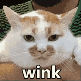 a man is holding a white and orange cat in his arms with the word wink above it .