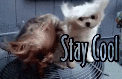 Stay Cool Keep Cool GIF - Stay Cool Keep Cool Funny Animals GIFs