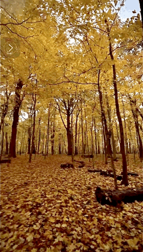 Fall Leaves GIF - Fall Leaves GIFs